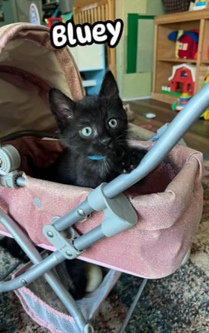 A baby medium-sized male Domestic Short Hair cat named Bluey for adoption in Chesapeake Beach, MD