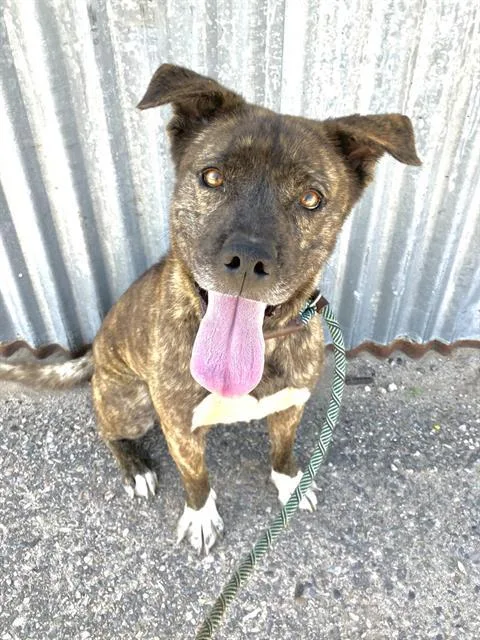 A young medium-sized female Pit Bull Terrier dog named Gaia for adoption in Albuquerque, NM