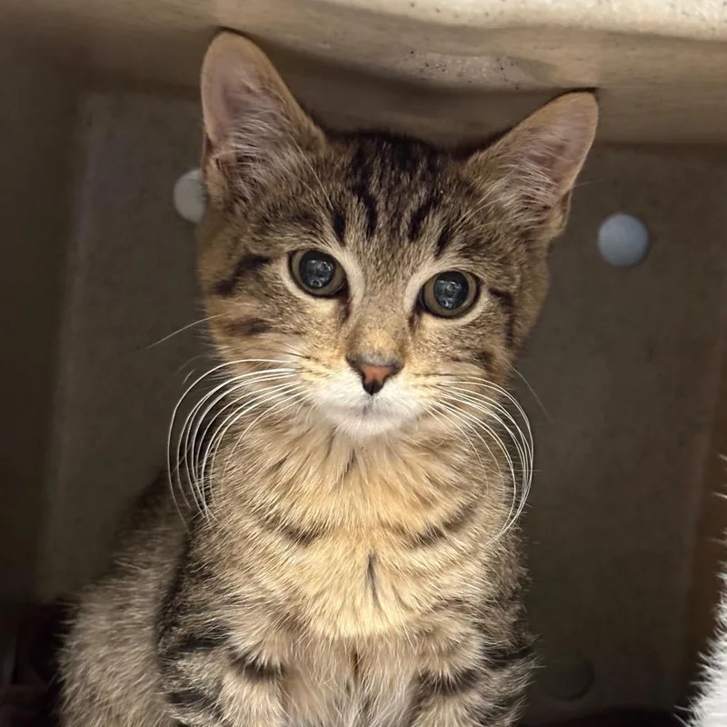 A baby small-sized male Brown / Chocolate Domestic Short Hair cat named Taz for adoption in San Antonio, TX