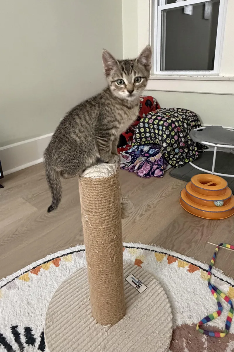 A baby large-sized male Domestic Short Hair cat named Conrad for adoption in Montclair, NJ