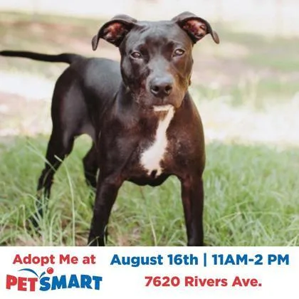 A young small-sized male American Staffordshire Terrier dog named B Butterball for adoption in North Charleston, SC