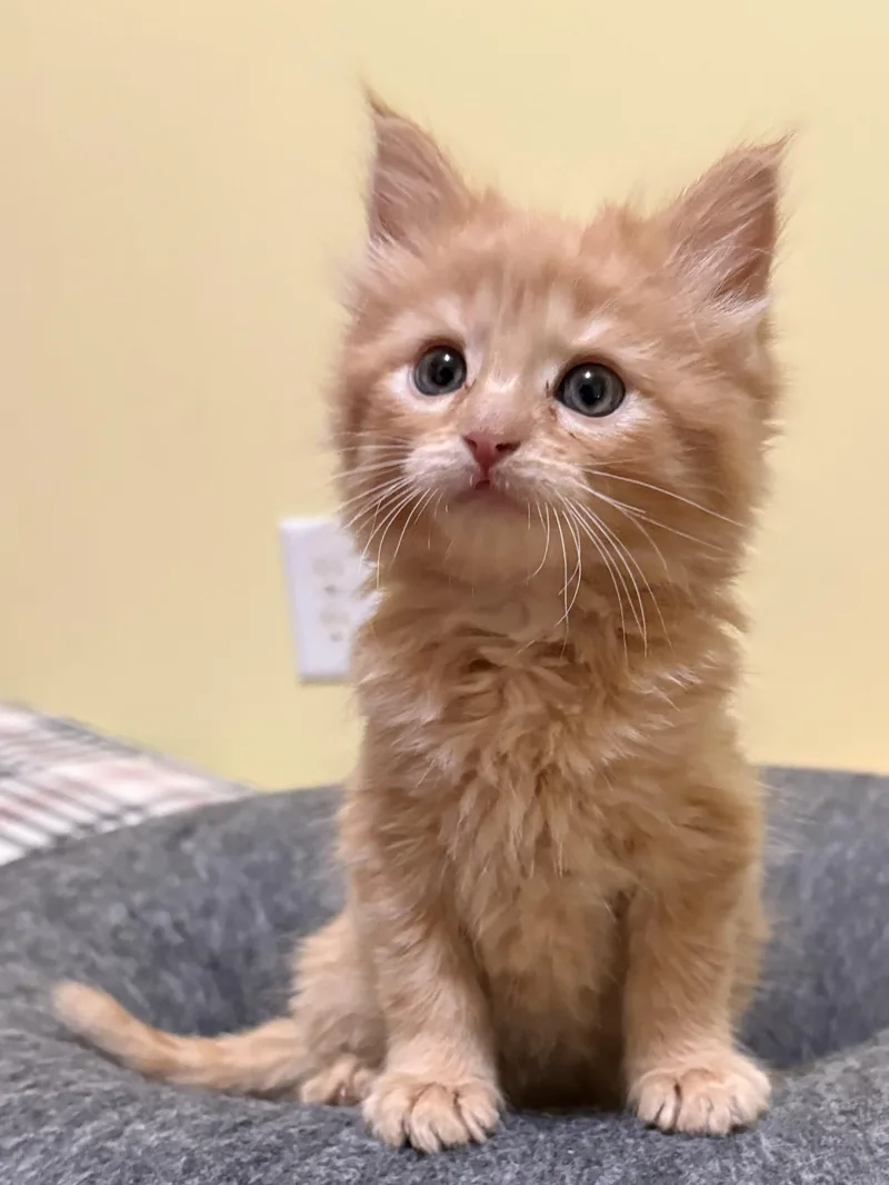 A baby medium-sized male Domestic Medium Hair cat named Sherbert for adoption in Big Rapids, MI