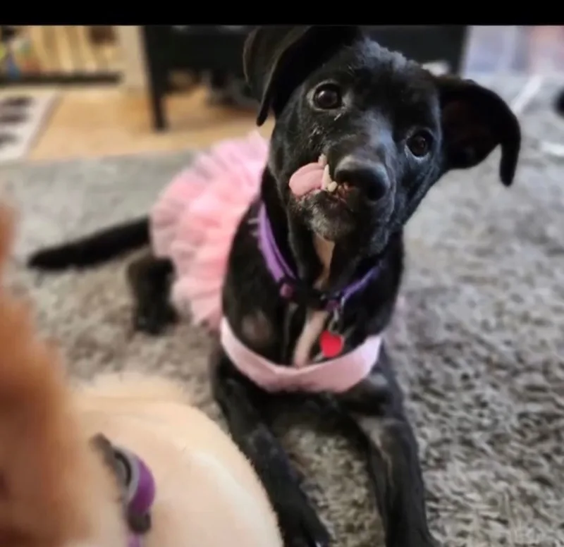 An adult small-sized female Belgian Shepherd / Malinois dog named Destiny for adoption in Hayward, CA