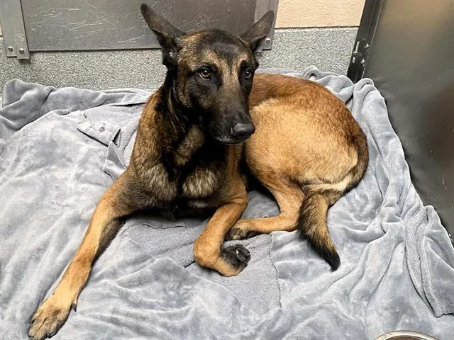 An adult large-sized male Belgian Shepherd / Malinois dog named Bosco for adoption in Tustin, CA