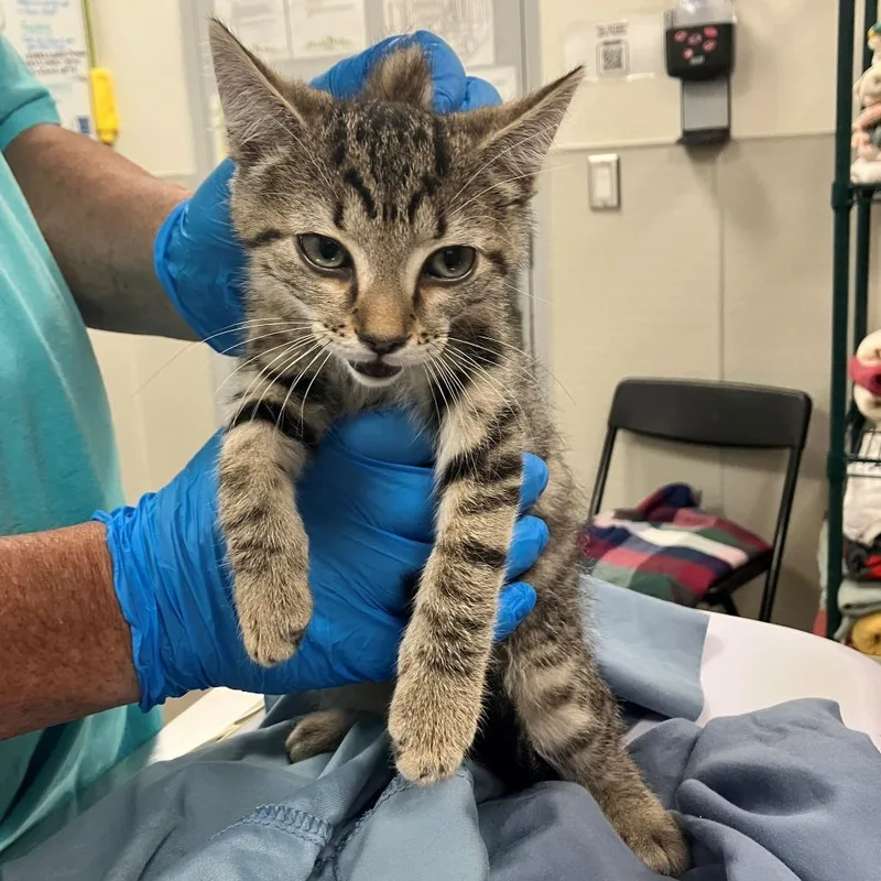 A baby small-sized male Gray / Blue / Silver Domestic Short Hair cat named Merlin for adoption in Las Cruces, NM