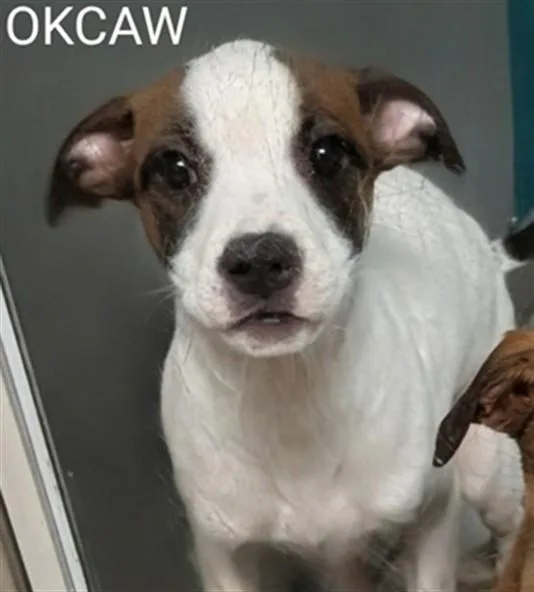 A baby small-sized female Terrier dog named A for adoption in Oklahoma City, OK