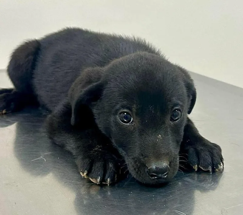 A baby small-sized male Black Mixed Breed dog named Artoo for adoption in Long Island City, NY