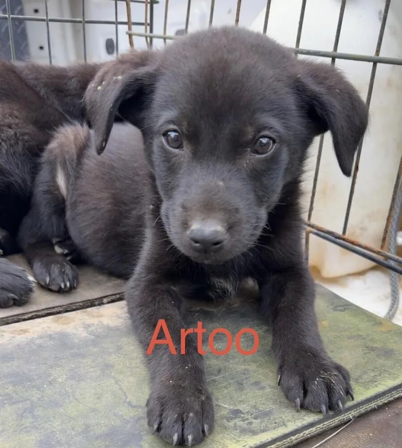 Artoo thumbnail 2