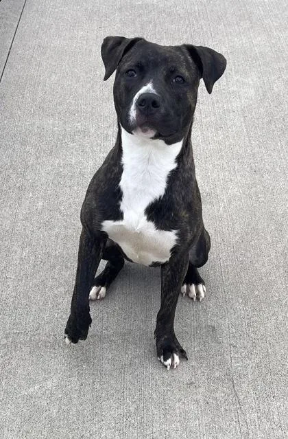 A young large-sized female Pit Bull Terrier dog named Woodland for adoption in Westland, MI