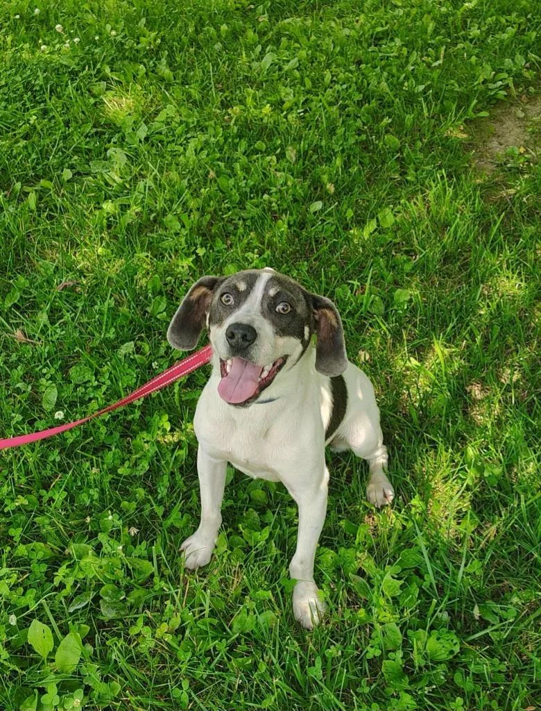 A young medium-sized male Hound dog named Benji for adoption in Kendallville, IN
