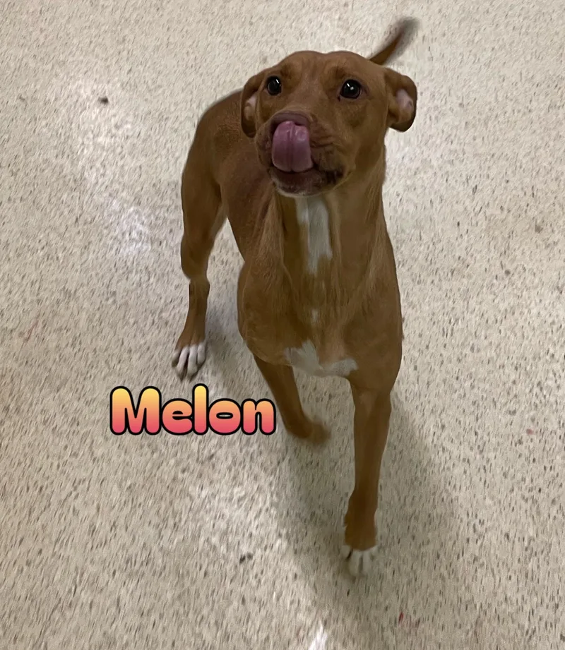 A young medium-sized female Terrier dog named Melon for adoption in Muncie, IN