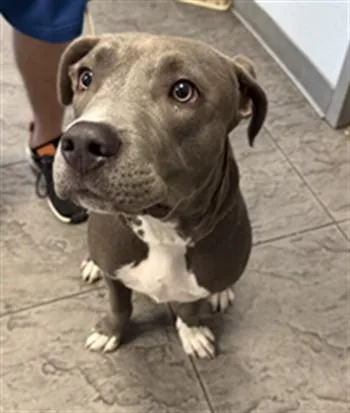 A young small-sized male Staffordshire Bull Terrier dog named Raul for adoption in Los Angeles, CA