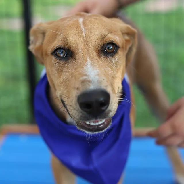 A young medium-sized male Terrier dog named Killian for adoption in San Antonio, TX