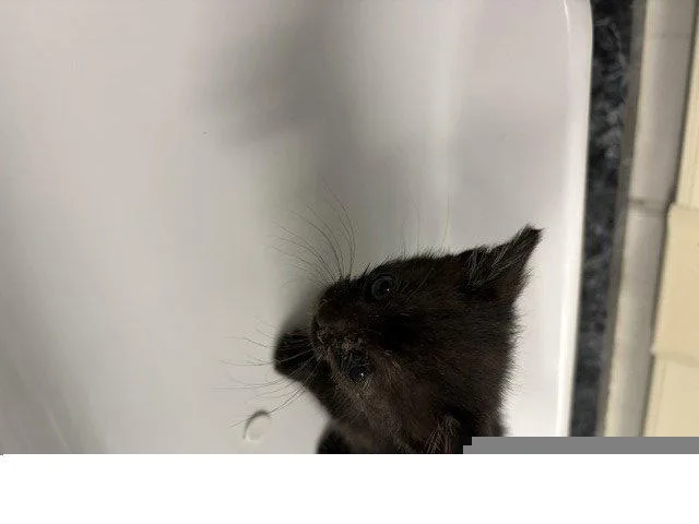 A baby small-sized female Black Domestic Short Hair cat named Pistachio for adoption in Woodland, CA