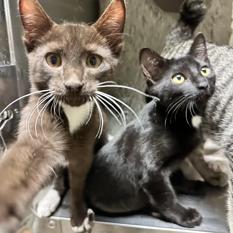 A baby medium-sized male Domestic Short Hair cat named Black for adoption in Sacramento, CA