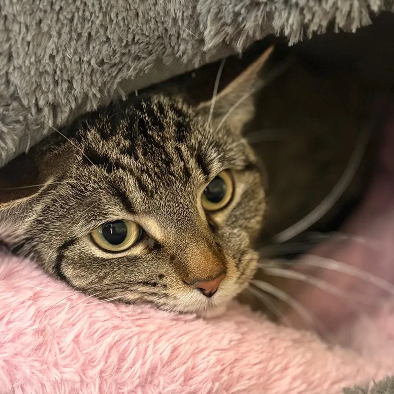 An adult small-sized female Brown / Chocolate Domestic Short Hair cat named Patty Cake for adoption in Chicago, IL