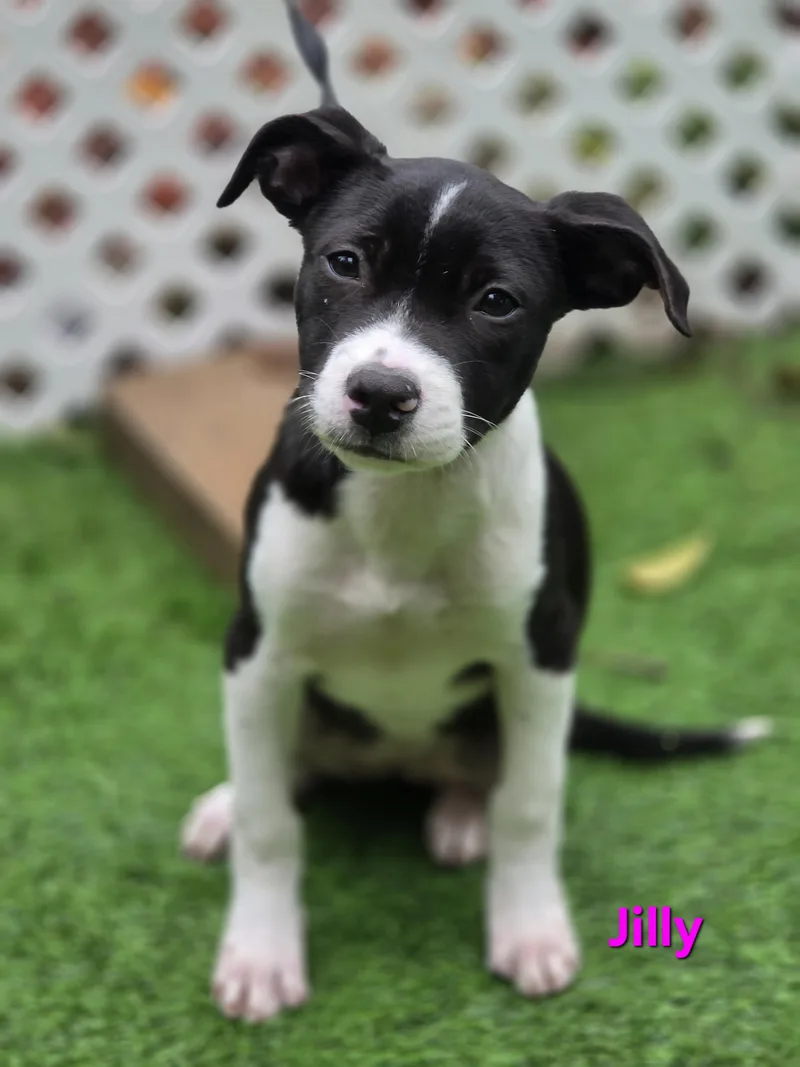 Jilly thumbnail 5