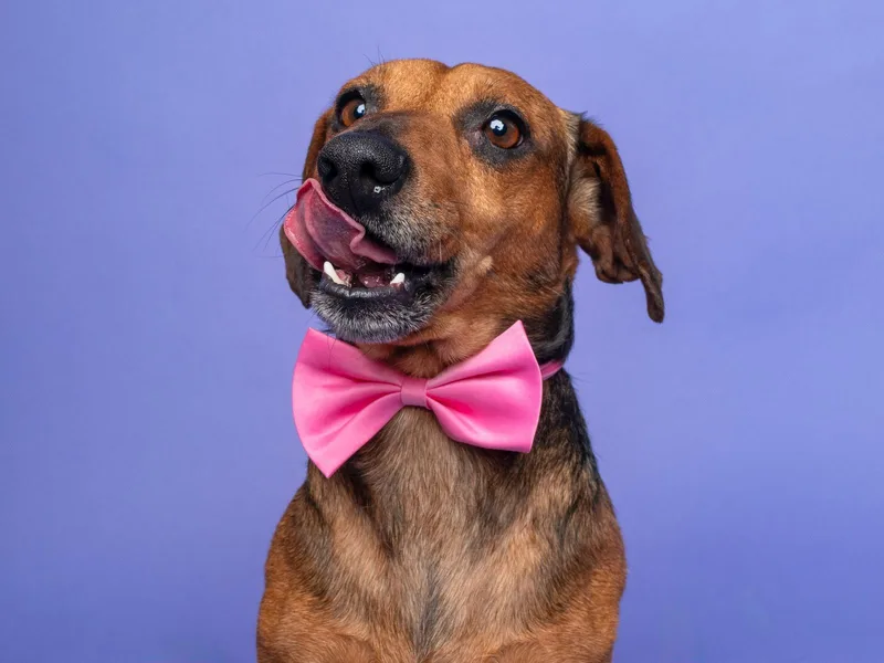A young small-sized male Dachshund dog named Bratwurst for adoption in Palo Alto, CA