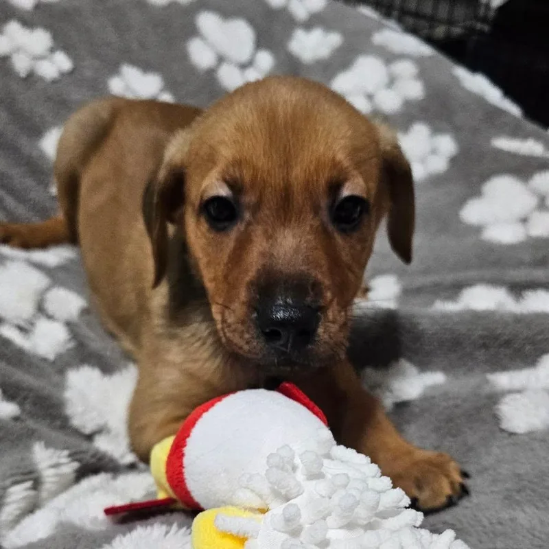 A baby medium-sized male Brown / Chocolate Mixed Breed dog named Bamm Bamm for adoption in Myrtle Beach, SC