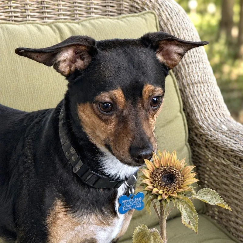 An adult small-sized male Brown / Chocolate Chihuahua dog named Christian for adoption in Boerne, TX