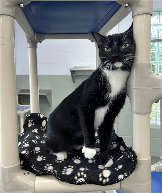 A young medium-sized female Domestic Short Hair cat named Royal for adoption in Geneva, IL