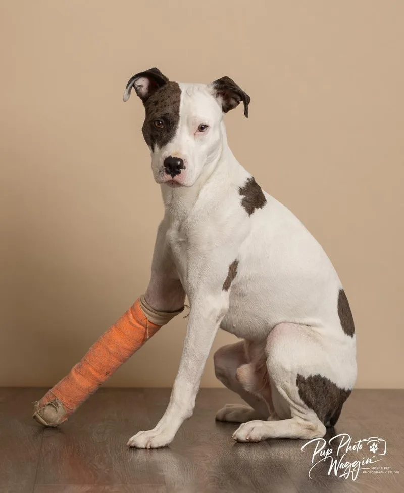 Bradford thumbnail 2