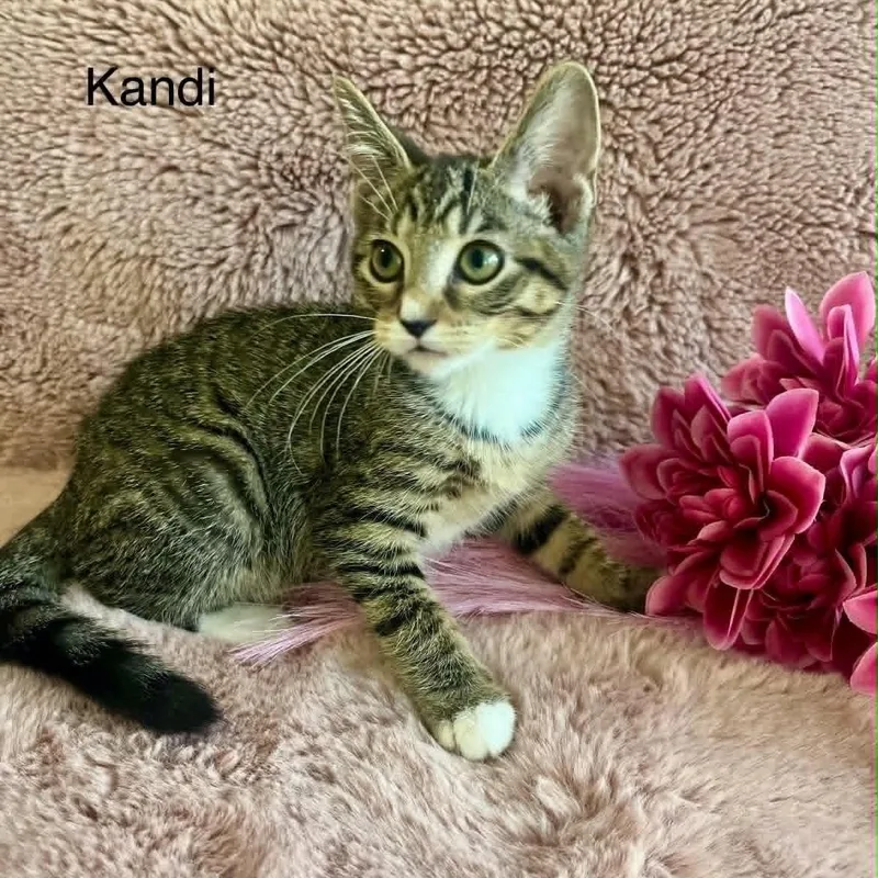 A baby medium-sized female Tabby (Brown / Chocolate) Tabby cat named Kandi for adoption in Wyandotte, MI