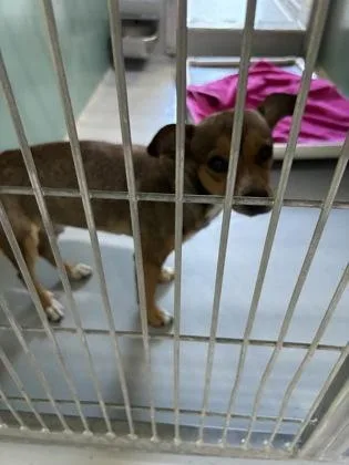 An adult small-sized male Chihuahua dog named Nugget for adoption in Cumming, GA