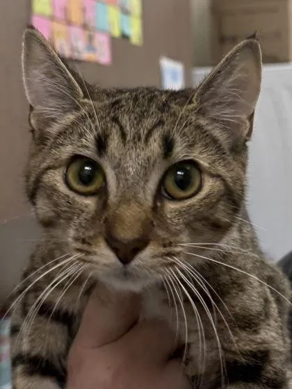 A young medium-sized female Domestic Short Hair cat named Coco Jr for adoption in Fishers, IN