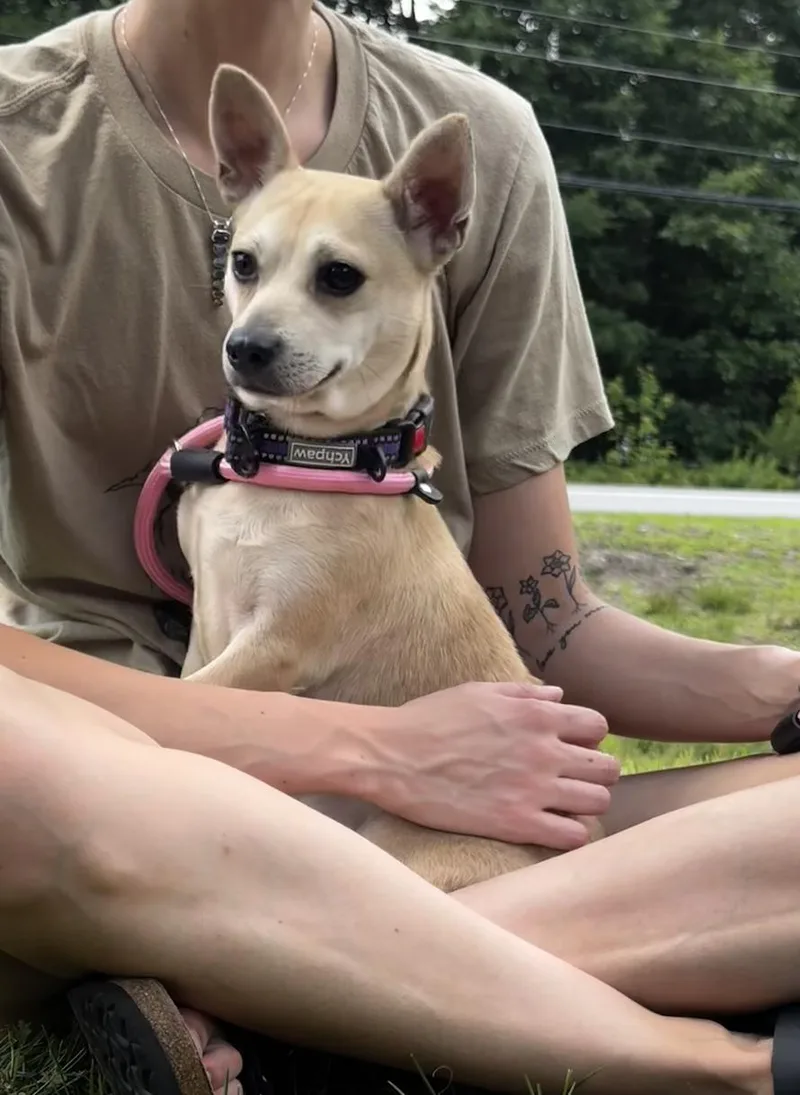 An adult small-sized male Chihuahua dog named Dewlin for adoption in Portland, ME