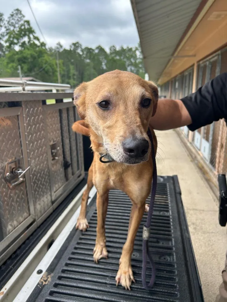A young medium-sized male Hound dog named Sarge for adoption in Gautier, MS