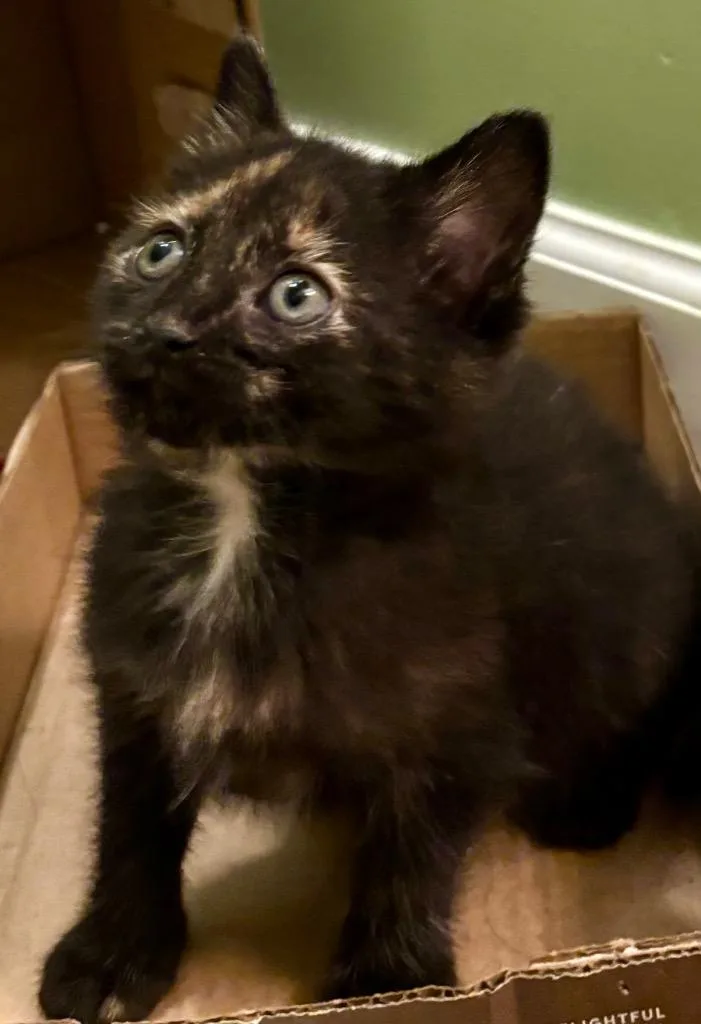 A baby small-sized female Domestic Short Hair cat named Katia for adoption in Leonardtown, MD