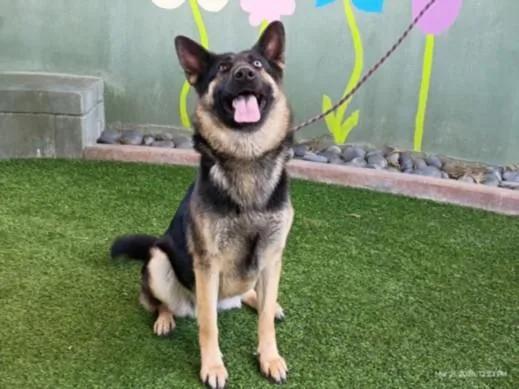 A young large-sized female German Shepherd Dog dog named Delilah for adoption in Van Nuys, CA