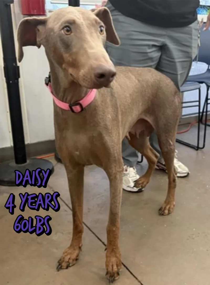 Daisy