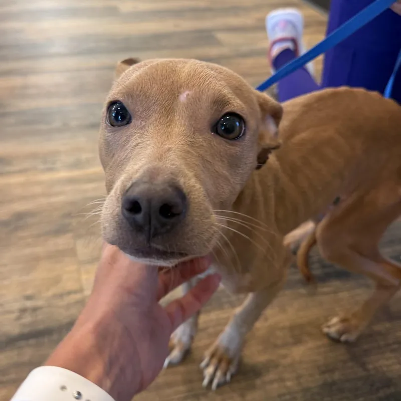 A young medium-sized female Yellow / Tan / Blond / Fawn Pit Bull Terrier dog named Georgia for adoption in La Grange, KY