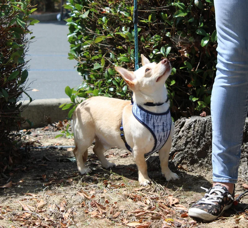 An adult small-sized male Yellow / Tan / Blond / Fawn Chihuahua dog named Charlie for adoption in Yuba City, CA