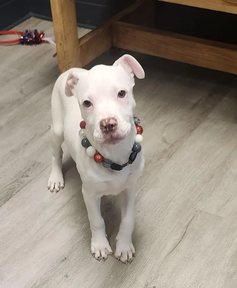 A baby medium-sized female White / Cream American Bulldog dog named Smudge Riot for adoption in Mansfield, OH
