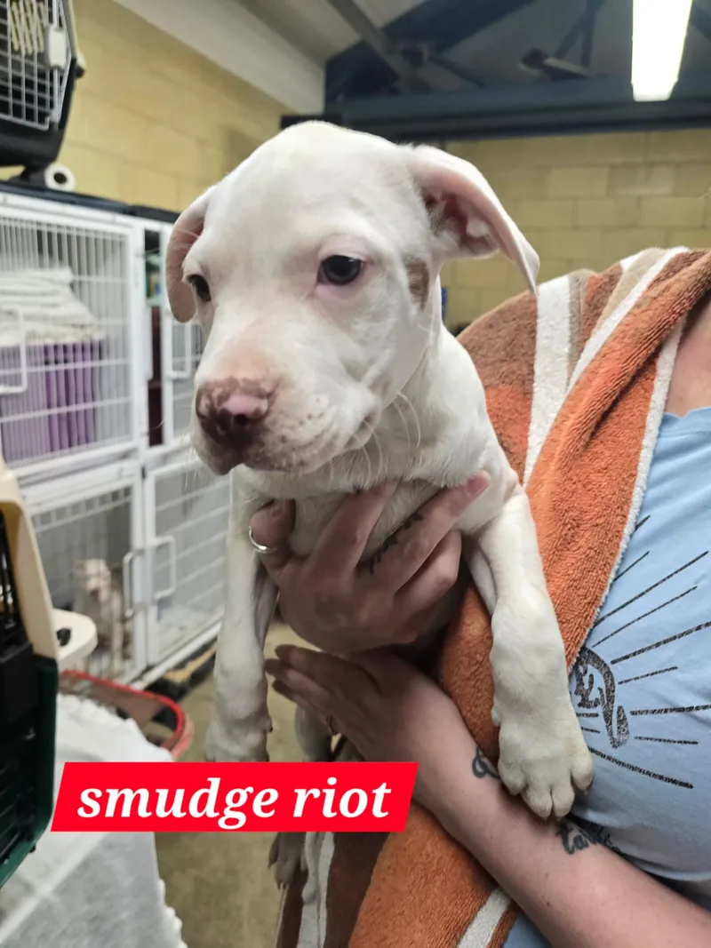 Smudge Riot thumbnail 2