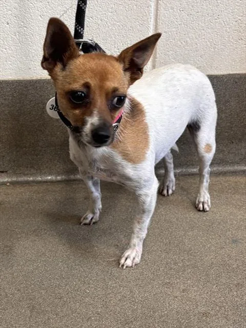 A young small-sized female Parson Russell Terrier dog named Luna for adoption in Upper Marlboro, MD