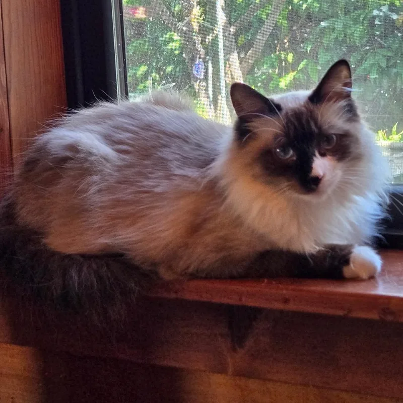 A young small-sized female Siamese cat named June Bug for adoption in Tulsa, OK
