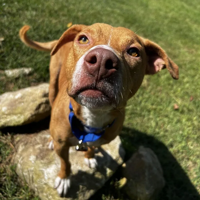 An adult medium-sized male Red / Chestnut / Orange Mixed Breed dog named Coby for adoption in Spruce Pine, NC