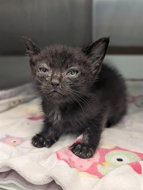 A baby small-sized male Domestic Short Hair cat named Odessa for adoption in Dallas, TX