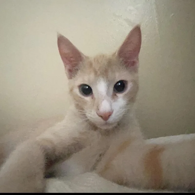 A baby small-sized female Domestic Short Hair cat named Acorn for adoption in Tuscaloosa, AL
