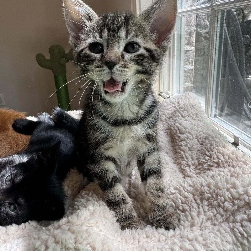 A baby medium-sized male Tabby (Gray / Blue / Silver) Domestic Short Hair cat named Thyme for adoption in Tuscaloosa, AL