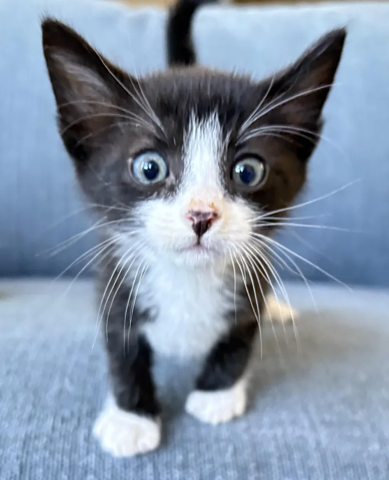 A baby medium-sized male Black Domestic Short Hair cat named Tornado for adoption in Fruit Heights, UT