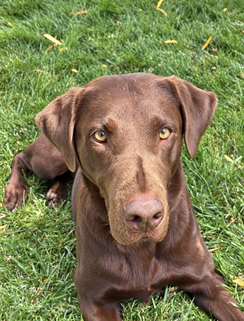 An adult large-sized male Chocolate Labrador Retriever dog named Zeus The Happiest Lab for adoption in woodland, CA