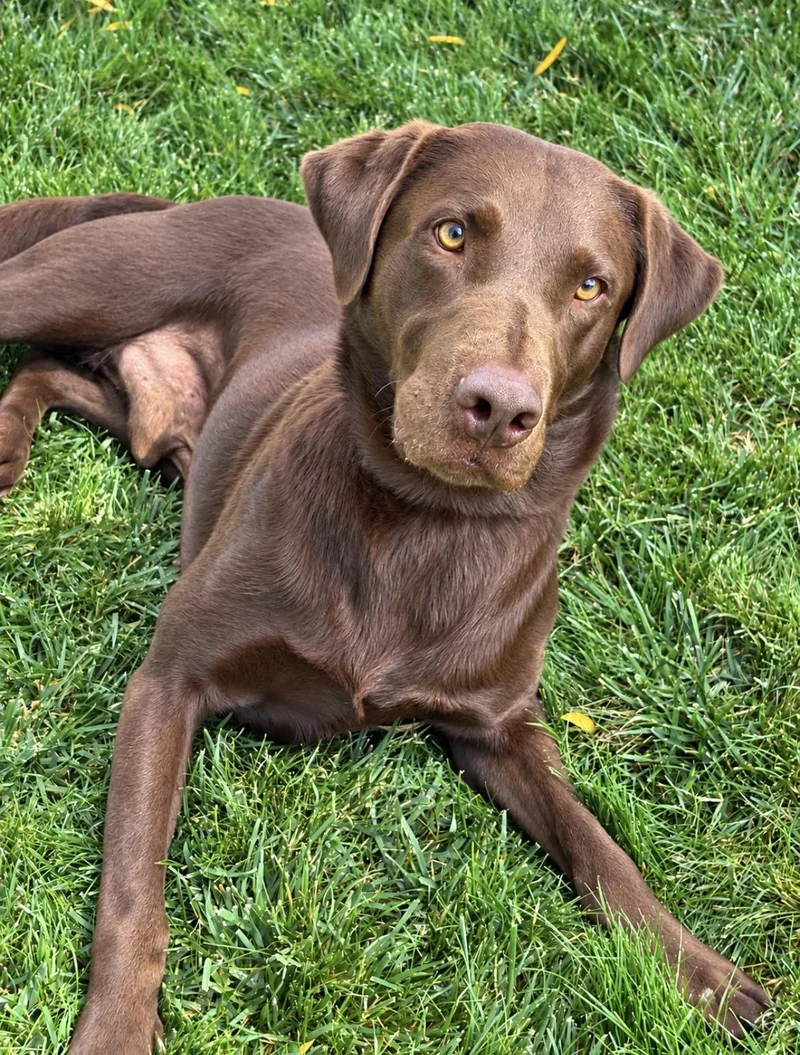 Zeus The Happiest Lab thumbnail 2