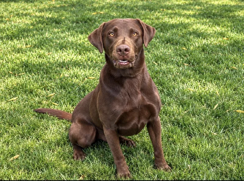 Zeus The Happiest Lab thumbnail 3