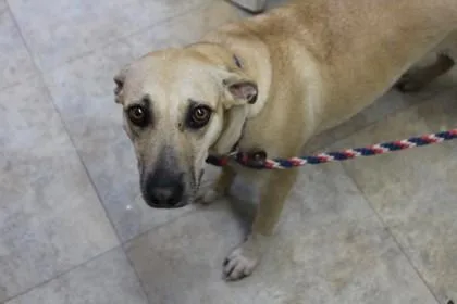 An adult medium-sized female Black Mouth Cur dog named Moana for adoption in Picayune, MS