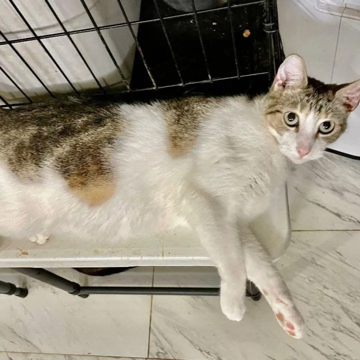 Cookies Dough thumbnail 2